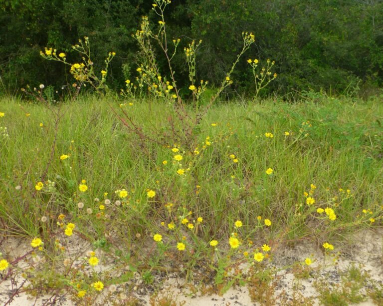 Heterotheca subaxillaris camphorweed growing in the landscape