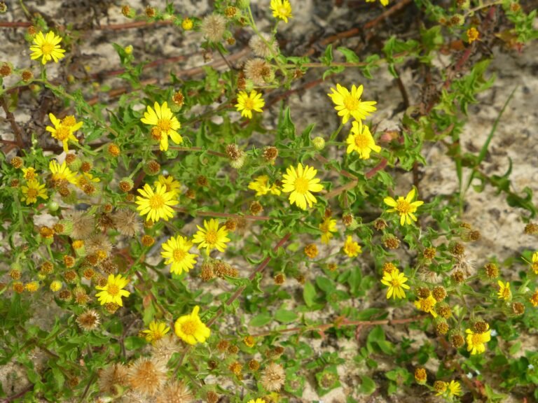 Heterotheca subaxillaris camphorweed flowers