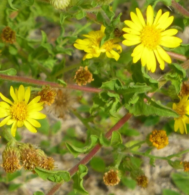 Heterotheca subaxillaris camphorweed leaves