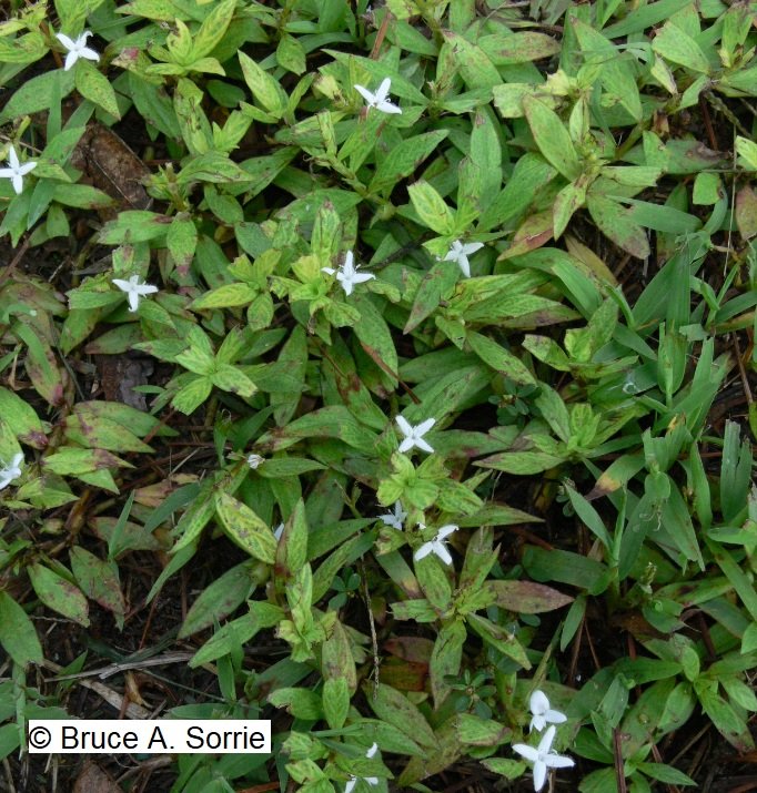 Diodia virginiana Virginia buttonweed
