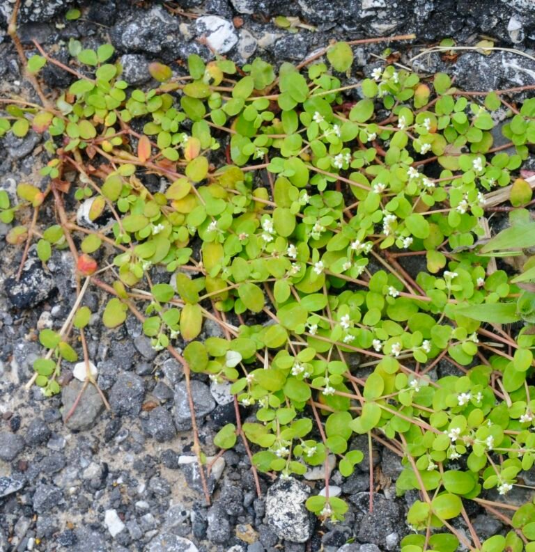 Euphorbia cordifolia heartleaf sandmat