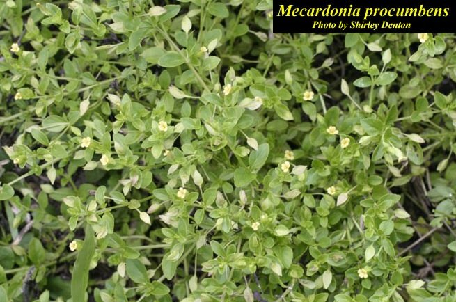 Mecardonia procumbens baby jump-up
