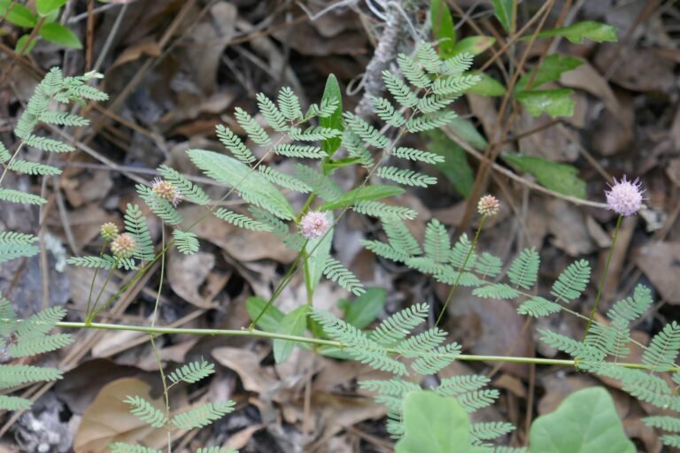Mimosa quadrivalvis var. floridana Florida sensitive briar