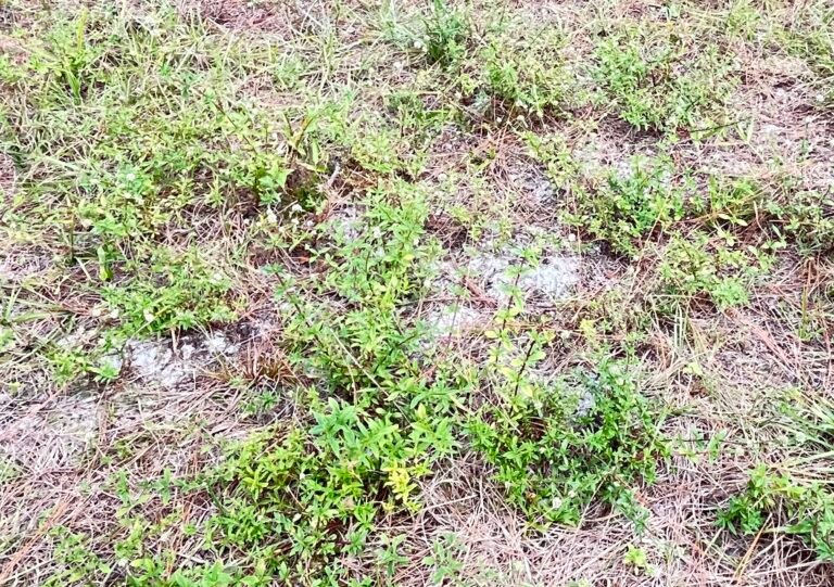 Spermacoce prostrata prostrate false buttonweed