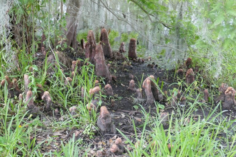 Taxodium distichum bald cypress tree knees