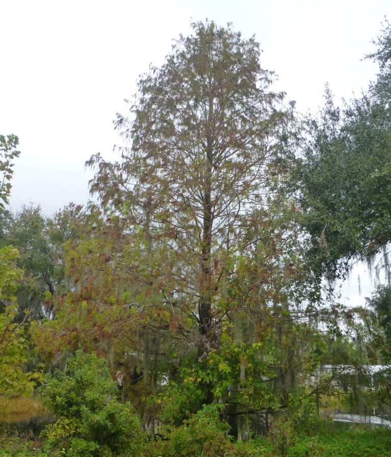 Taxodium distichum bald cypress tree