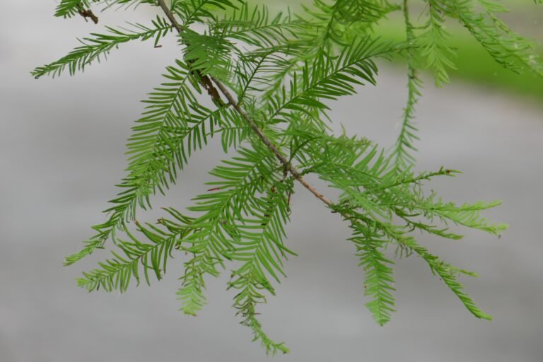 Taxodium distichum bald cypress leaves