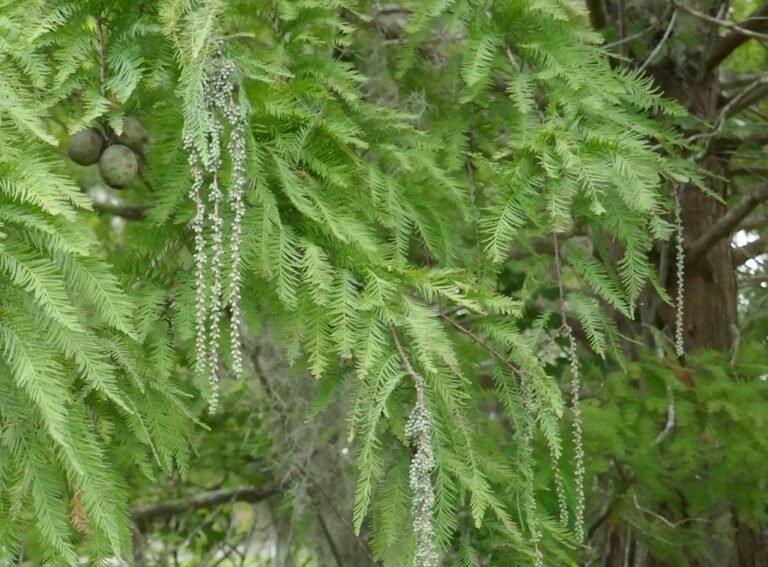 Taxodium distichum bald cypress tree male and female cones