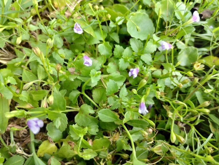 Clinopodium brownei Browns savory