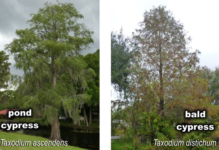 pond cypress vs bald cypress trees