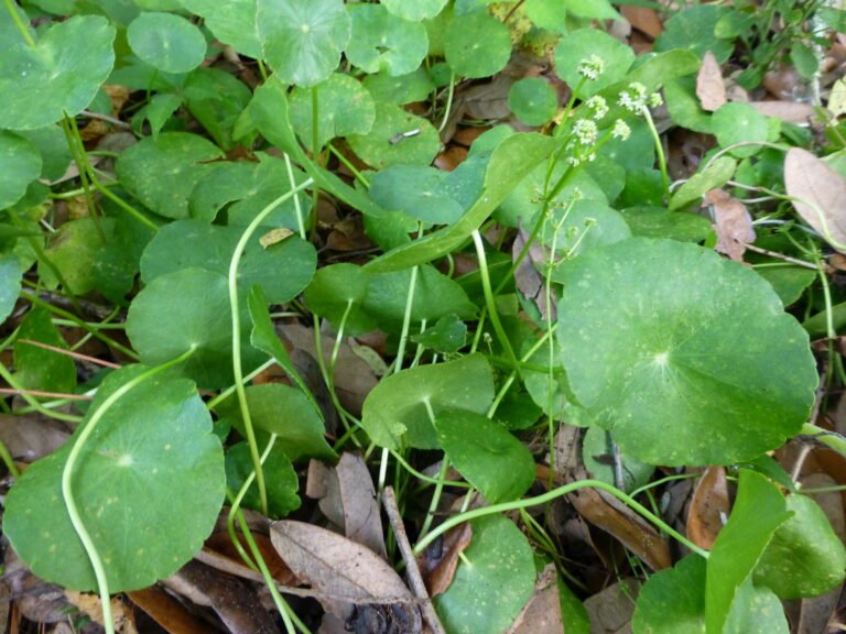 Hydrocotyle umbellata manyflower marshpennywort