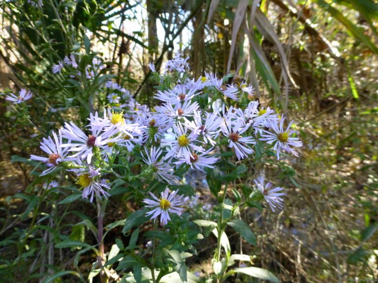 Elliott’s Aster (Symphyotrichum elliottii)