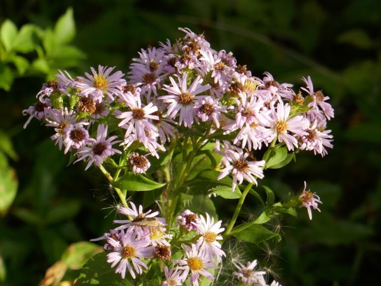 Elliott’s Aster (Symphyotrichum elliottii)