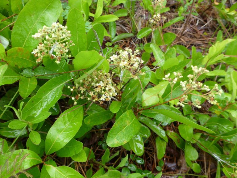 Geobalanus oblongifolius gopher apple