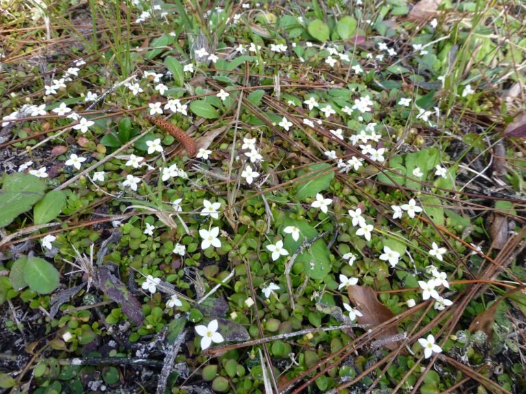 Houstonia procumbens innocence