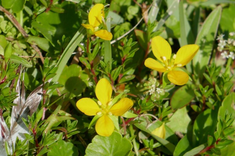 Ludwigia arcuata piedmont primrosewillow