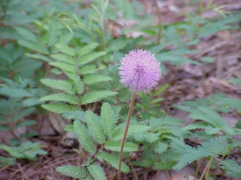 Mimosa strigillosa powderpuff