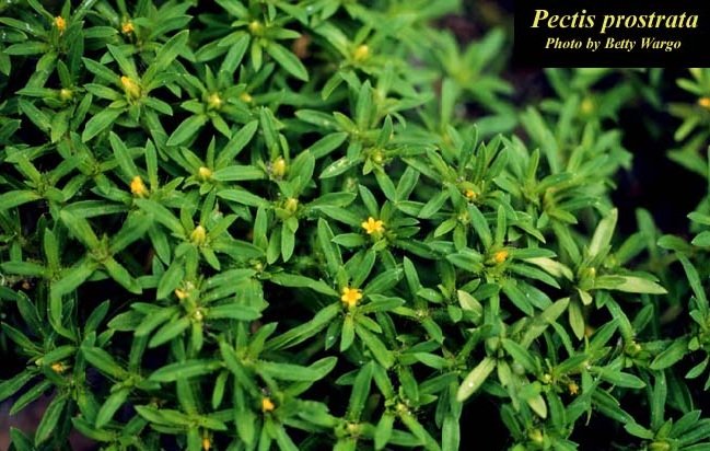 Pectis prostrata spreading cinchweed