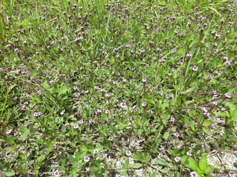 Phyla nodiflora capeweed