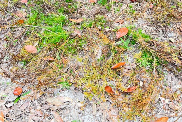 Polypremum procumbens rustweed