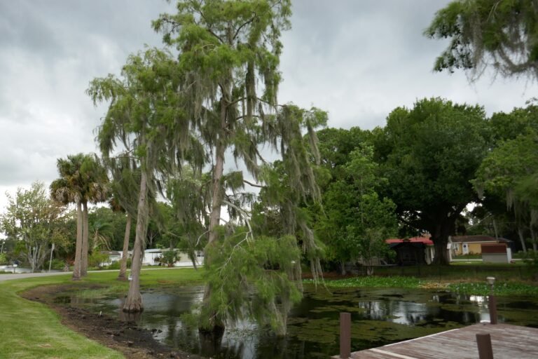 pond cypress tree Taxodium ascendens