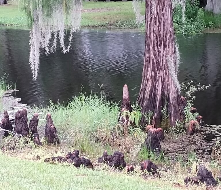 Taxodium ascendens pond cypress knees