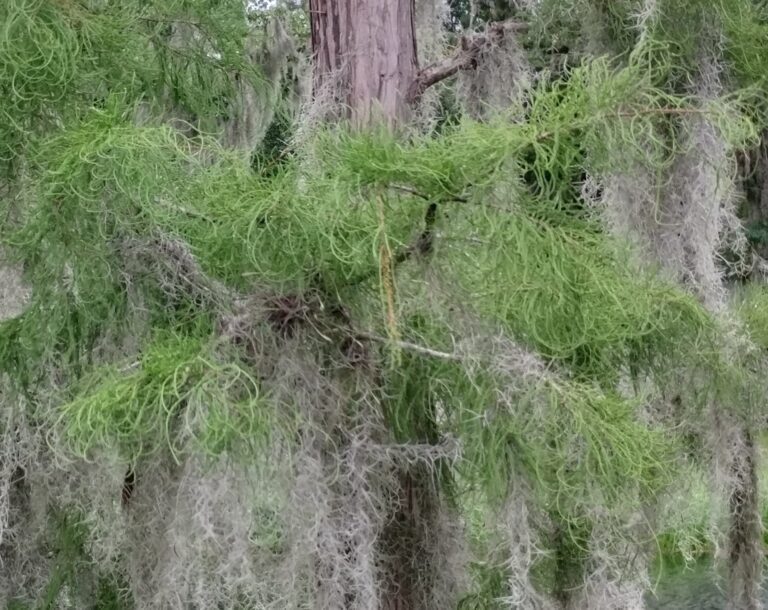 Taxodium ascendens pond cypress leaves