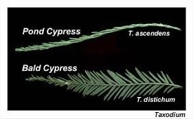 pond cypress vs bald cypress leaves