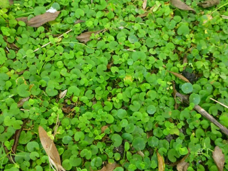 Dichondra carolinensis Carolina ponysfoot