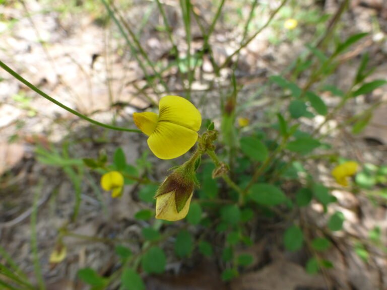 Crotalaria rotundifolia rabbit bells