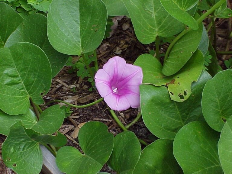 Ipomoea pes-caprae ssp. brasiliensis railroad vine