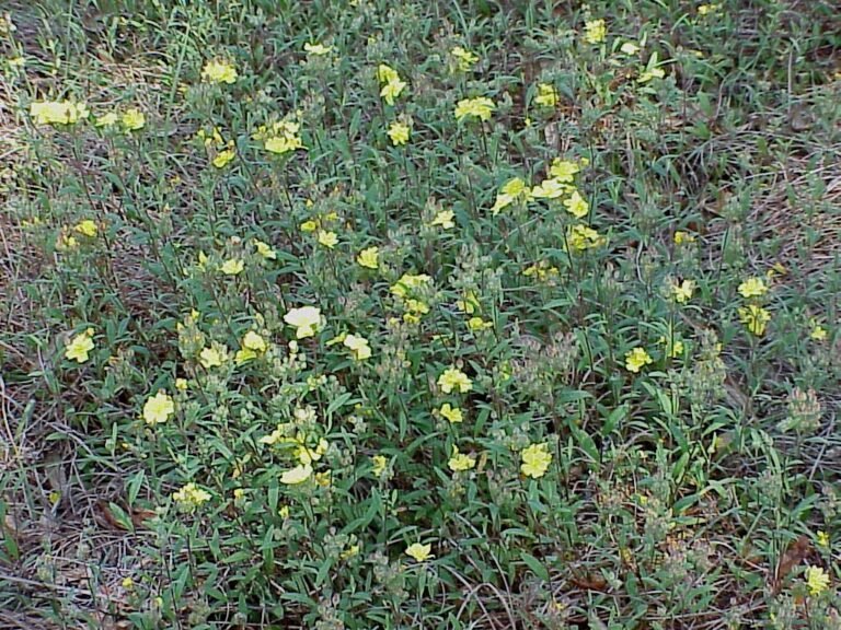 Crocanthemum corymbosum pinebarren frostweed