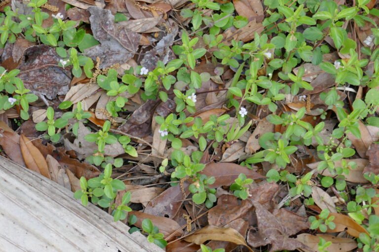 Dyschoriste humistrata swamp twinflower