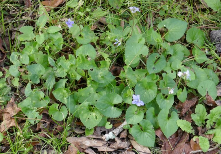 Viola sororia common blue violet