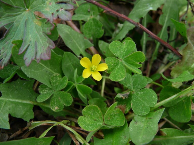Oxalis corniculate yellow wood sorrel