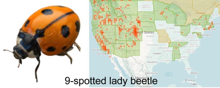 Coccinella novemnotata Nine Spotted Lady Beetle with range map