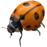 Coccinella novemnotata Nine Spotted Lady Beetle