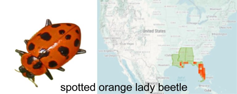 Coleomegilla maculata ssp. fuscilabris spotted orange lady beetle with range map