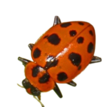 Coleomegilla maculata ssp. fuscilabris spotted orange lady beetle