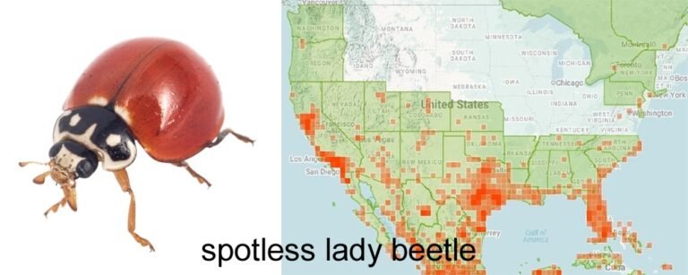 Cycloneda sanguinea spotless lady beetle with range map