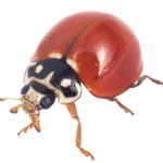 Cycloneda sanguinea Spotless Lady Beetle