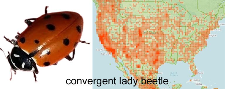 Hippodamia convergens convergent lady beetle and range map copy
