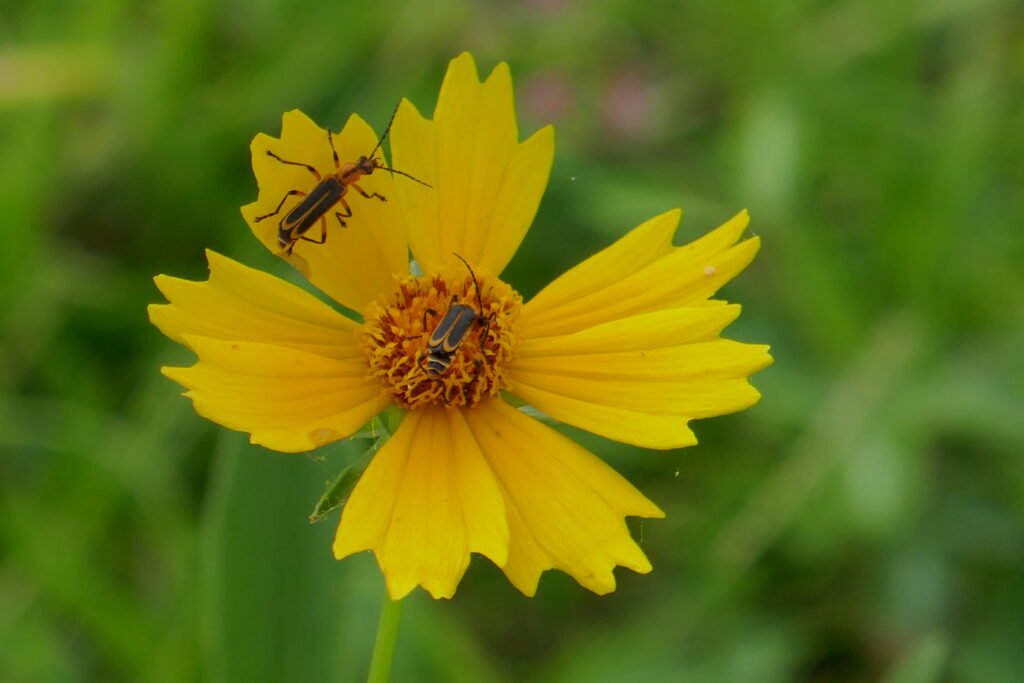 margined leatherwing beetle Chauliognathus marginatus