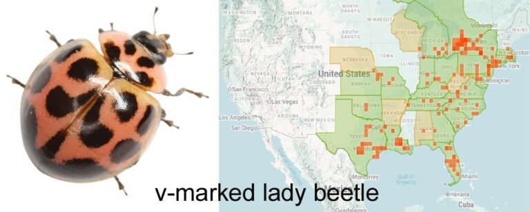 Neoharmonia venusta venusta v-marked lady beetle and range map