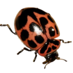 Neoharmonia venusta venusta v-marked lady beetle