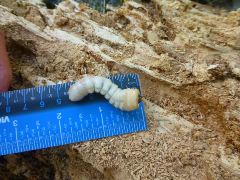 old house borer beetle larva Hylotrupes bajulus
