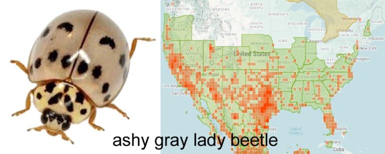 Olla v-nugram ashy gray lady beetle and range map
