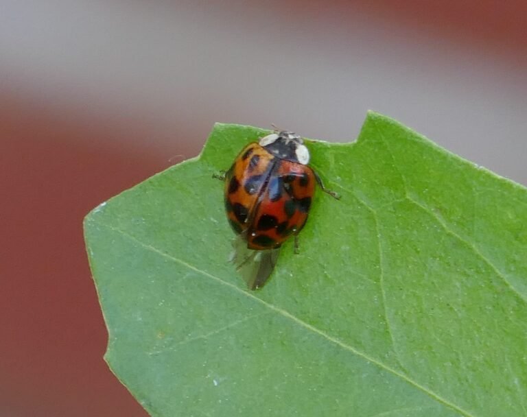 Asian lady beetle Harmonia axyridis