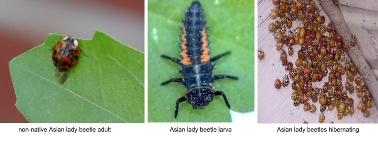 Asian lady beetle adult larva and hibernating