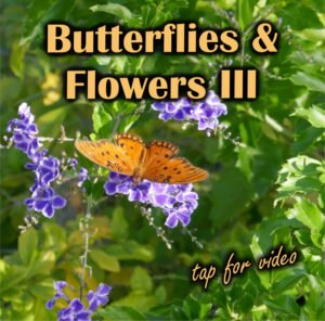 butterflies and flowers III video link with a photo of a gulf fritillary butterfly and golden dewdrop flowers